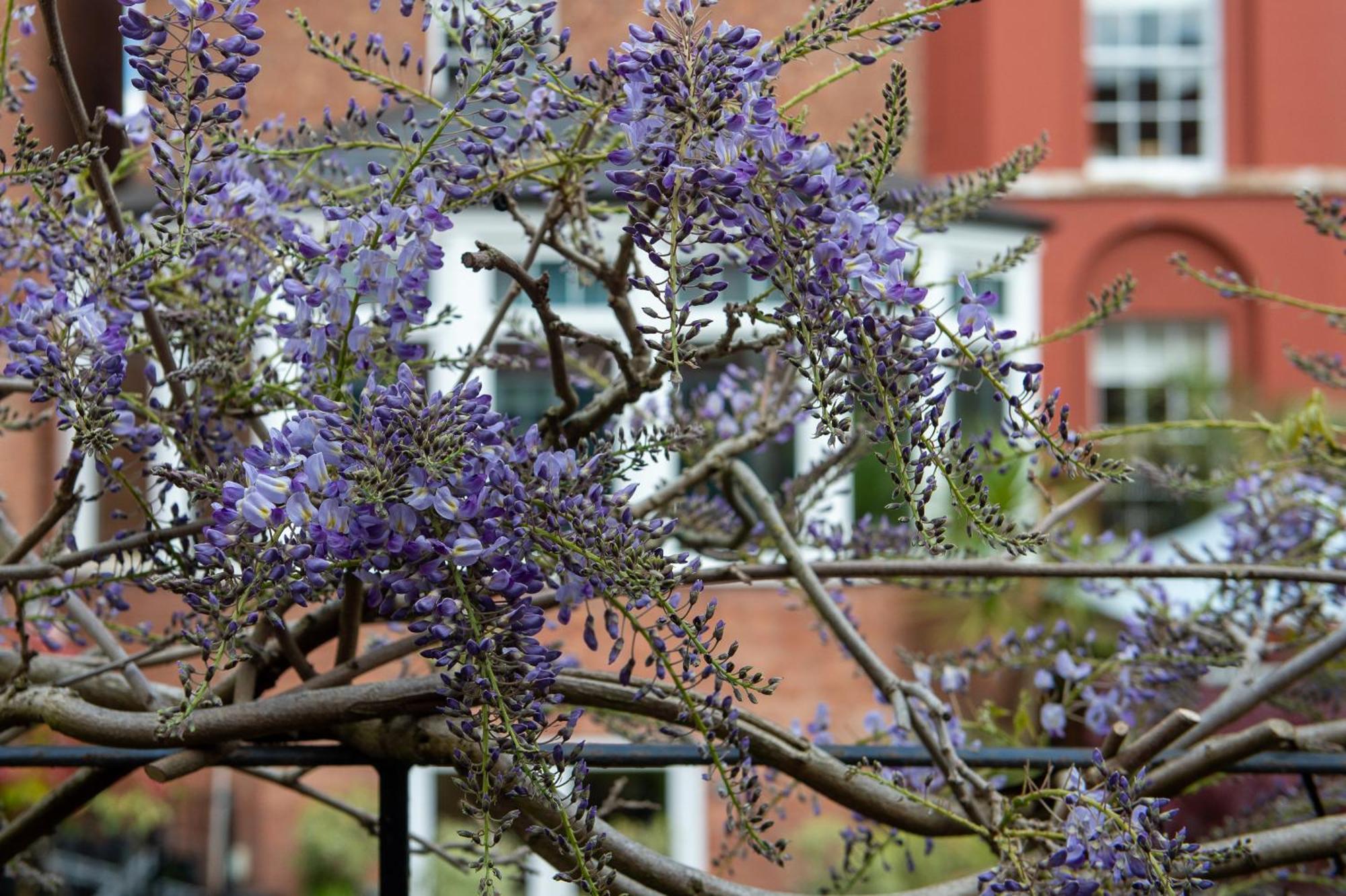 Darwin'S Townhouse Acomodação com café da manhã Shrewsbury Exterior foto Wisteria sinensis